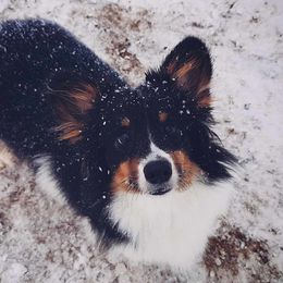 Navi - Pembroke Welsh Corgi