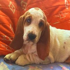 P4F - Lemon and white female Basset Hound puppy in Honolulu, Hawaii from Sun’Hawaii Basset Hound