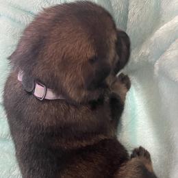 Lady Barkington - Sable female German Shepherd puppy in High Ridge, Missouri from Adelheid Shepherds
