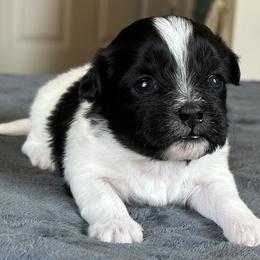 Male 4 - Black and white male Shichon puppy in Grand Rapids, Michigan from Great Lakes Teddy Bear Dogs