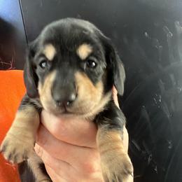 Carrie Girl 2 - Black and tan female Dachshund puppy in Bigfork, Minnesota from Dachshunds Up North