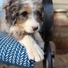 Sissy - Blue merle female Aussiedoodle puppy in Lowville, New York from Adirondack Labradoodles