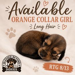 Orange collar girl - Sable female Dachshund puppy in Isabel, South Dakota from Blessed Beyond Doxies