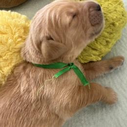 GUS - Red  male Goldendoodle puppy in Porter Ranch, California from Jasperdoodle.com