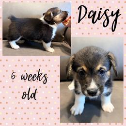 Daisy - Black and tan female Pembroke Welsh Corgi puppy in Dickinson, Texas from Careaga Farms
