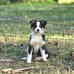 Girl 3 - Black tri-color female Australian Shepherd puppy in Keyser, West Virginia from Heartfelt Hollow Farm