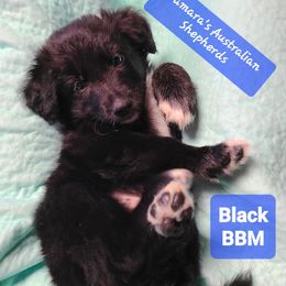 Black - Black & white male Australian Shepherd puppy in Pemberville, Ohio from Samara's Australian Shepherds
