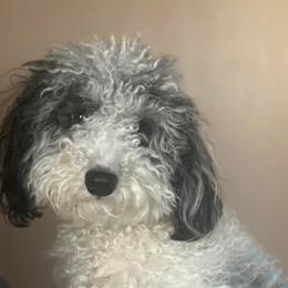 Kali - Goldendoodle