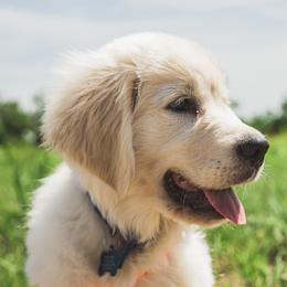 Golden Retriever Puppies from KCs Golden Dream