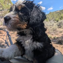 Hermione - Tri-color female Bernedoodle puppy in Indianola, Utah from Little Bear Bernedoodles