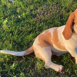 Basset Hounds from Birdsong's Bassets