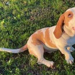 Basset Hounds from Birdsong's Bassets