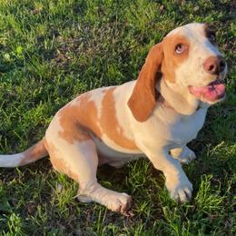 Basset Hounds from Birdsong's Bassets