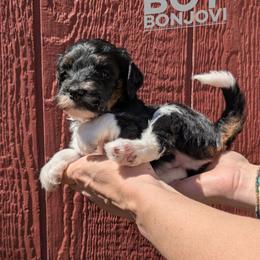 Bon Jovi - Tri-color male Bernedoodle puppy in Cambridge, Minnesota from Country Meadow Doodles