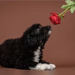 Axel Rose - White and black male Bordoodle puppy in Tillamook, Oregon from Oregon Bordoodles