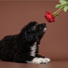 Axel Rose - White and black male Bordoodle puppy in Tillamook, Oregon from Oregon Bordoodles