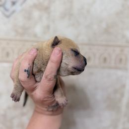 Spider - Fawn male Chinese Shar-Pei puppy in Lehigh Acres, Florida from Florida Wrinkles