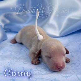 Charming - Cream male Dachshund puppy in Alto, Texas from Double W Doxies