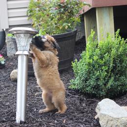 Australian Shepherd and Soft Coated Wheaten Terrier Puppies from Ironwood Ridge Kennels