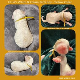 White and Cream Parti - Yellow collar Boy - Parti male Poodle puppy in Charlo, Montana from Heavenly Hilltop Farm