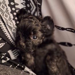 Pebbles - Brown female Mal-Shi puppy in Apollo Beach, Florida from Gemstone Exclusive Pups of Florida