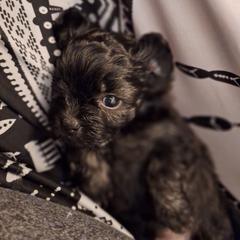 Pebbles - Brown female Mal-Shi puppy in Apollo Beach, Florida from Gemstone Exclusive Pups of Florida