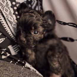 Pebbles - Brown female Mal-Shi puppy in Apollo Beach, Florida from Gemstone Exclusive Pups of Florida