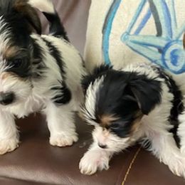 Yorkshire Terriers from Lisbeth's Yorkies