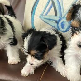 Yorkshire Terriers from Lisbeth's Yorkies