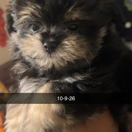 Queen - Black female Maltipoo puppy in Long Island, New York from Minipaws kennel
