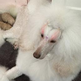 Tanzi - Poodle
