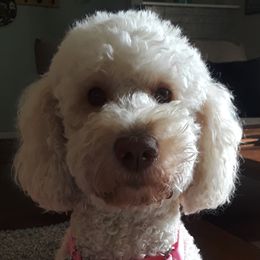 Dixie - Goldendoodle
