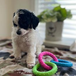 Maize - Parti female Poodle puppy in Nixa, Missouri from Foxtrot Farm Poodles