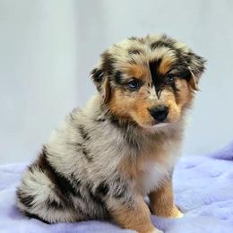 Australian Shepherd Puppies from Winsome Aussies