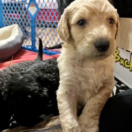 Goldendoodle and Poodle Puppies from Polly Wally Poodles and Doodles