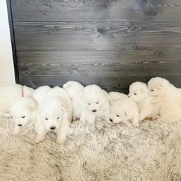 Boy 4 - White Samoyed puppy in Smithfield, Utah from Happy Samoyedland