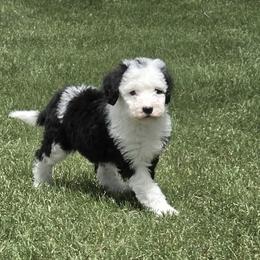 Sheepadoodle Puppies from My Sheepadoodle