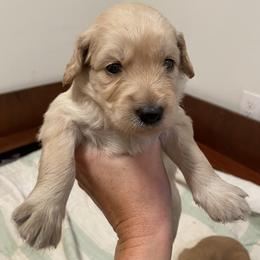 Goldendoodle Puppies from Daphne Doodles