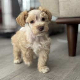 Tigger - Wheaten male Miniature Schnauzer puppy in Charlotte, North Carolina from Golden Leaf Kennels LLC