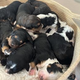Bernedoodle Puppies from Reeces Pieces Puppies