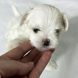Platinum Dunes Fifi LaFleur (aka Fifi). - White female Maltese puppy in North Carolina from Platinum Dunes Maltese Kennel