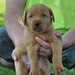 Black Collar - Male - Yellow male Labrador Retriever puppy in Boyd, Minnesota from Lindley Labradors