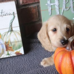 Remi - Cream male Dachshund puppy in Keota, Oklahoma from Skyview Doxie Ranch