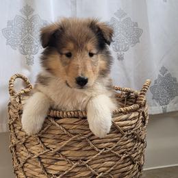 Collie Puppies from Daniel Moyer