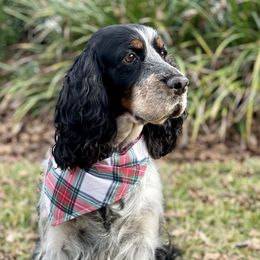 Mabel - English Springer Spaniel