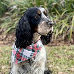 Mabel - English Springer Spaniel