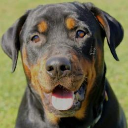 Willow Grace - Rottweiler