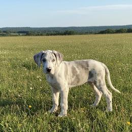 Garnet - Harlequin female Great Dane puppy in Florida from Beachside Kennels