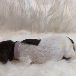 Lavender - Liver roan female German Shorthaired Pointer puppy in Highland, Illinois from Big Daves Bird Dogs LLC,  BDBD
