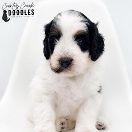 Astrid - Tri-color female Bernedoodle puppy in Tipton, Indiana from Country Creek Doodles